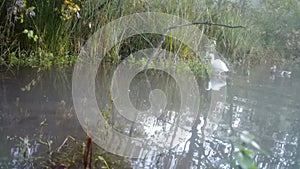 Western Cattle Egret, Bubulcus Ibis, Walks in a Pond in a Wood