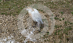 Western cattle egret on lake shore