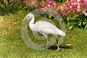 Western Cattle Egret walks on a green grass