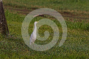 The western cattle egret white egyptian heron, Bubulcus ibis is a species of heron family Ardeidae found in the tropics,