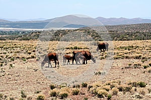 Western cattle range