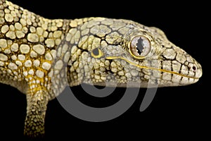Western Chameleon gecko Eurydactylodes occidentalis
