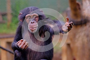 Western Chimpanzee in Sierra Leone