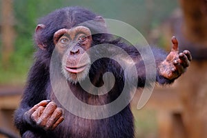 Western Chimpanzee in Sierra Leone