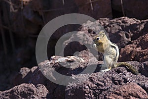 Western Chipmunk eating on red lava rocks