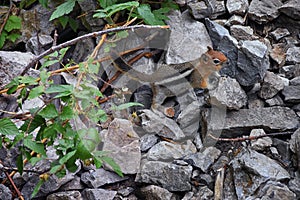 Western Chipmunk, related Tamias, Striatus, Sibiricus small striped rodent of the family Sciuridae, found in North America. This