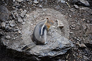 Western Chipmunk, related Tamias, Striatus, Sibiricus small striped rodent of the family Sciuridae, found in North America. This