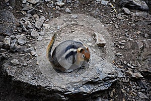 Western Chipmunk, related Tamias, Striatus, Sibiricus small striped rodent of the family Sciuridae, found in North America. This