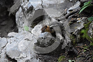 Western Chipmunk, related Tamias, Striatus, Sibiricus small striped rodent of the family Sciuridae, found in North America. This