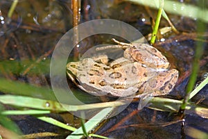 Western Chorus Frog Pseudacris triseriata