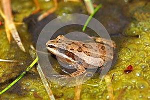 Western Chorus Frog (Pseudacris triseriata)