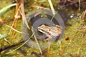 Western Chorus Frog (Pseudacris triseriata)