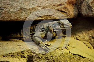 Western Chuckwalla