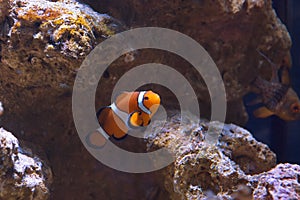 Western clown anemone fish