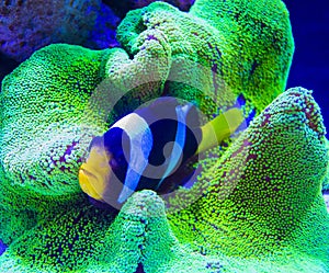 Western clown anemone-fish. Clown Fish in anemone