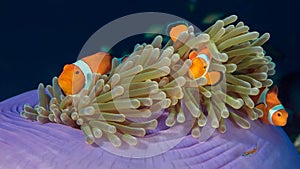 Western Clown Anemone Fish.  The family of three fishes swims in its anemone