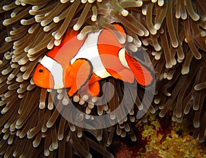 Western Clown-anemonefish