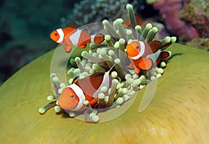 Western Clown Anemonefish