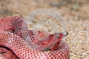 Western Coachwhip