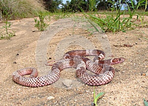 Western Coachwhip Snake photo