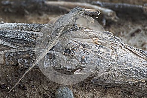 Western Coast Range Fence Lizard with Lunch