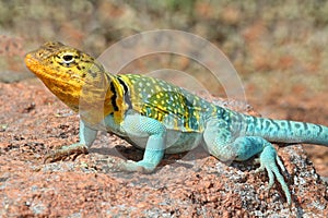 Western Collard Lizard (Crotaphytus collaris)