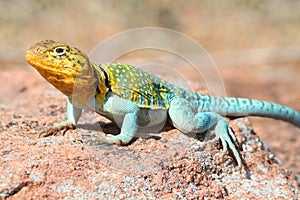 Western Collard Lizard Crotaphytus collaris