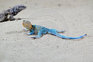 Western collared lizard