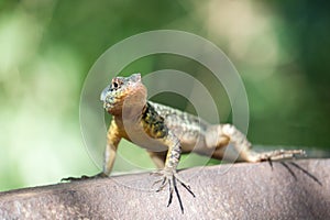 Western Collared Spiny Lizard