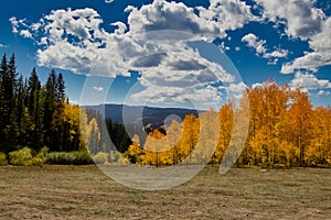 Western Colorado Autumn Gold