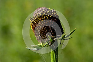 Western coneflower