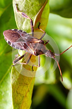 The western conifer seed bug Leptoglossus occidentalis