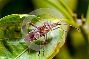 The western conifer seed bug Leptoglossus occidentalis photo