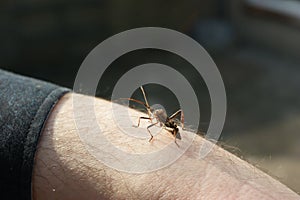 Western conifer seed bug Leptoglossus occidentalis Coreidae a large and specific squashbug close-up sitting on an arm photo