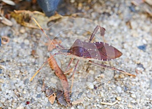 Western Conifer Seed Bug Leptoglossus occidentalis photo