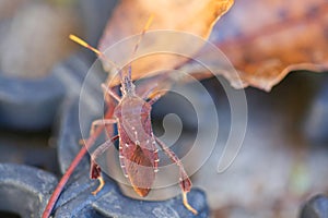 Western Conifer Seed Bug Leptoglossus occidentalis photo