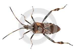 Western conifer seed bug, Leptoglossus occidentalis photo