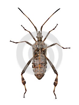 Western conifer seed bug, Leptoglossus occidentalis photo