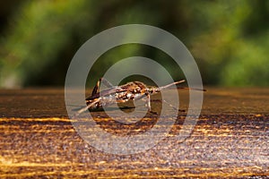 Western conifer seed bug, Leptoglossus occidentalis on wooden plank photo