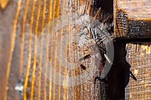 Western conifer seed bug, Leptoglossus occidentalis on wooden plank on sunny summer day photo