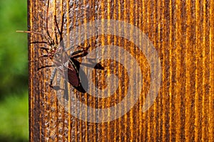 Western conifer seed bug, Leptoglossus occidentalis on wooden plank photo