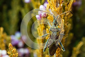 Western conifer seed bug sit on flower stem. Macro photo