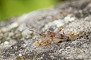 A Western conifer seed bug sitting on a rock