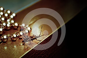 Western conifer seed bug walking across the table at a Christmas chain of beads. Leptoglossus occidentalis photo