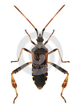 Western conifer seed bug (Leptoglossus occidentalis) photo