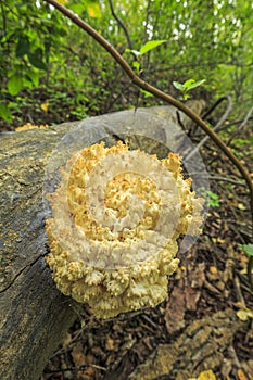 Western Coral Hedgehog Mushroom (Hericium abietis). photo