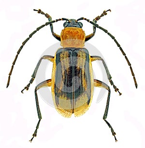 Western corn rootworm Diabrotica virgifera, an invasive pest of corn