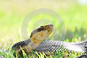 Western cottonmouth