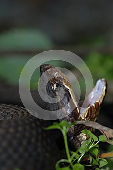 Agkistrodon piscivorous leucostoma