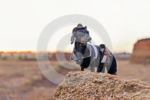 Western cowboy sheriff dachshund dog with gun, wearing american hat and cowboy costume outside in the desert, against the sunset